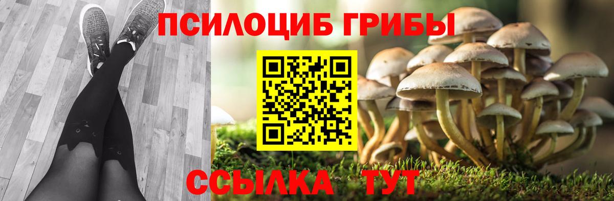 Всеволожск  Псилоцибиновые грибы Psilocybe  Вход с VPN 